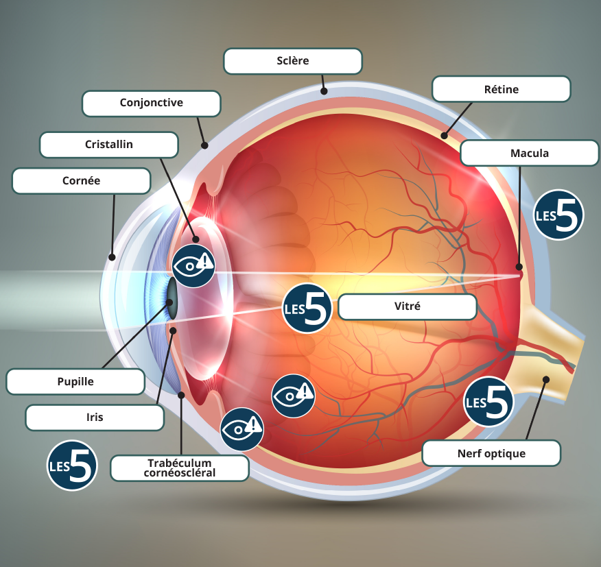 Fonctionnement de votre œil